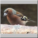 Fringilla coelebs - Buchfink m16.jpg